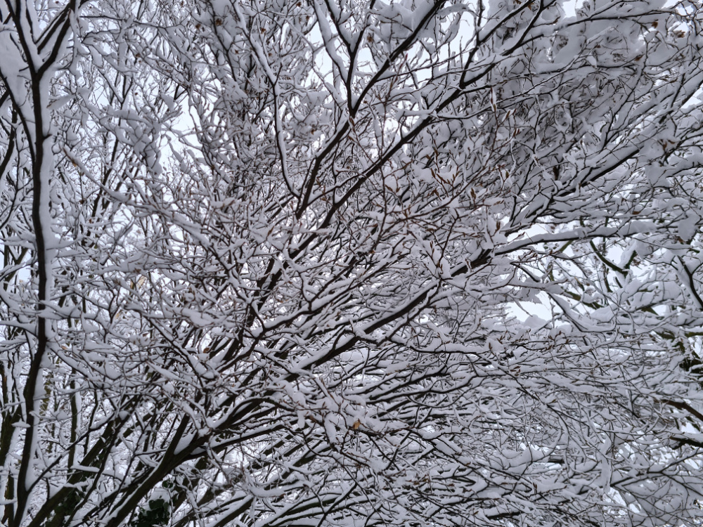 Snow covered tree branches